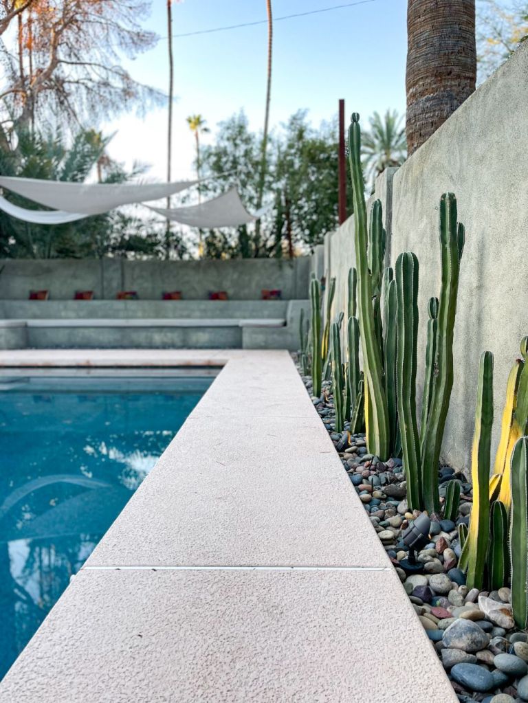 Cacti surrounding a saltwater pool at an AirBnB in Scottsdale, Arizona