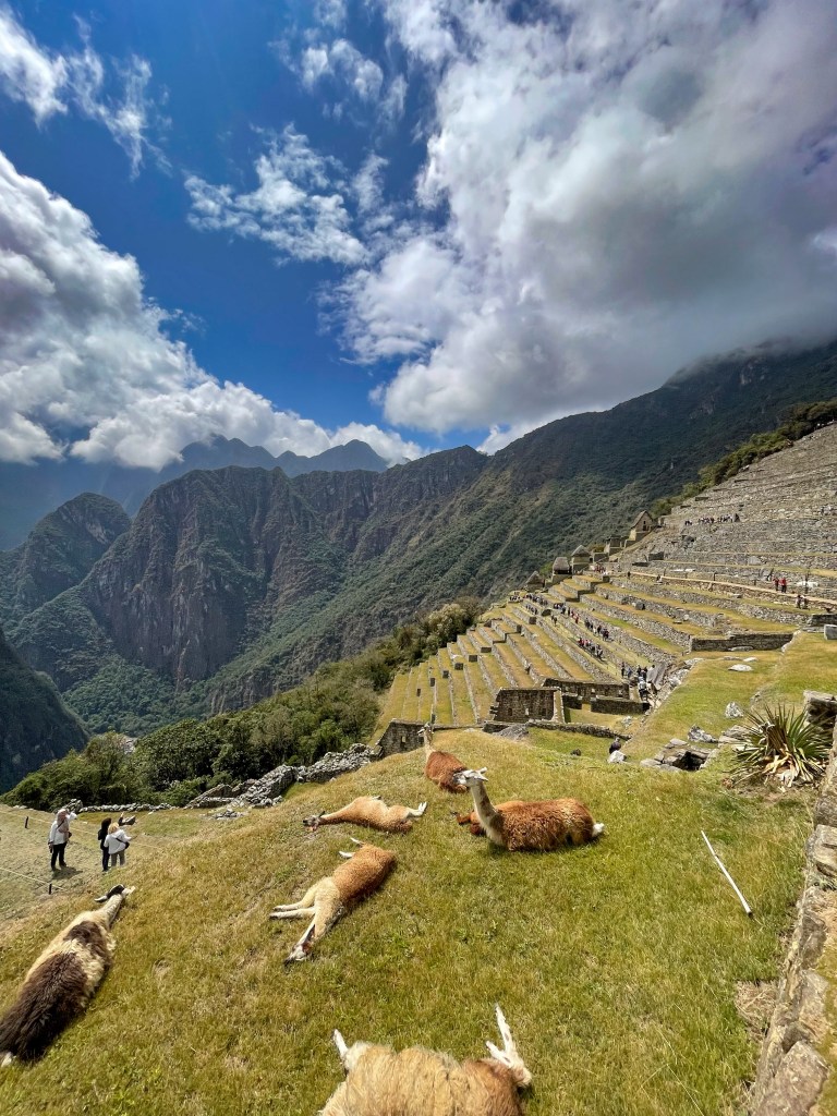 Alpacas lying in front of Machu Picchu