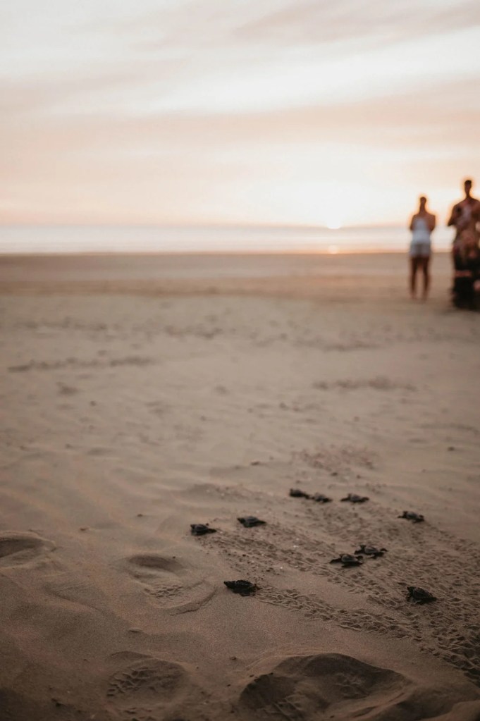 Baby sea turtles making their way out to the ocean