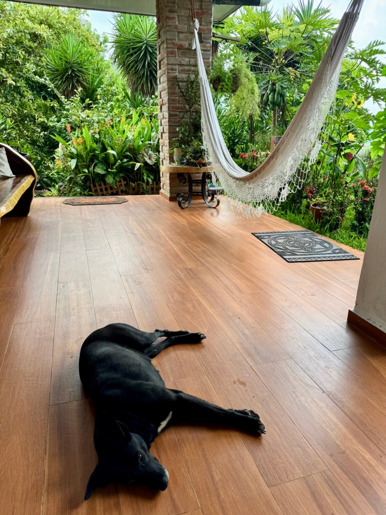 Dog relaxing on deck at airbnb on Lago Coatepeque in El Salvador