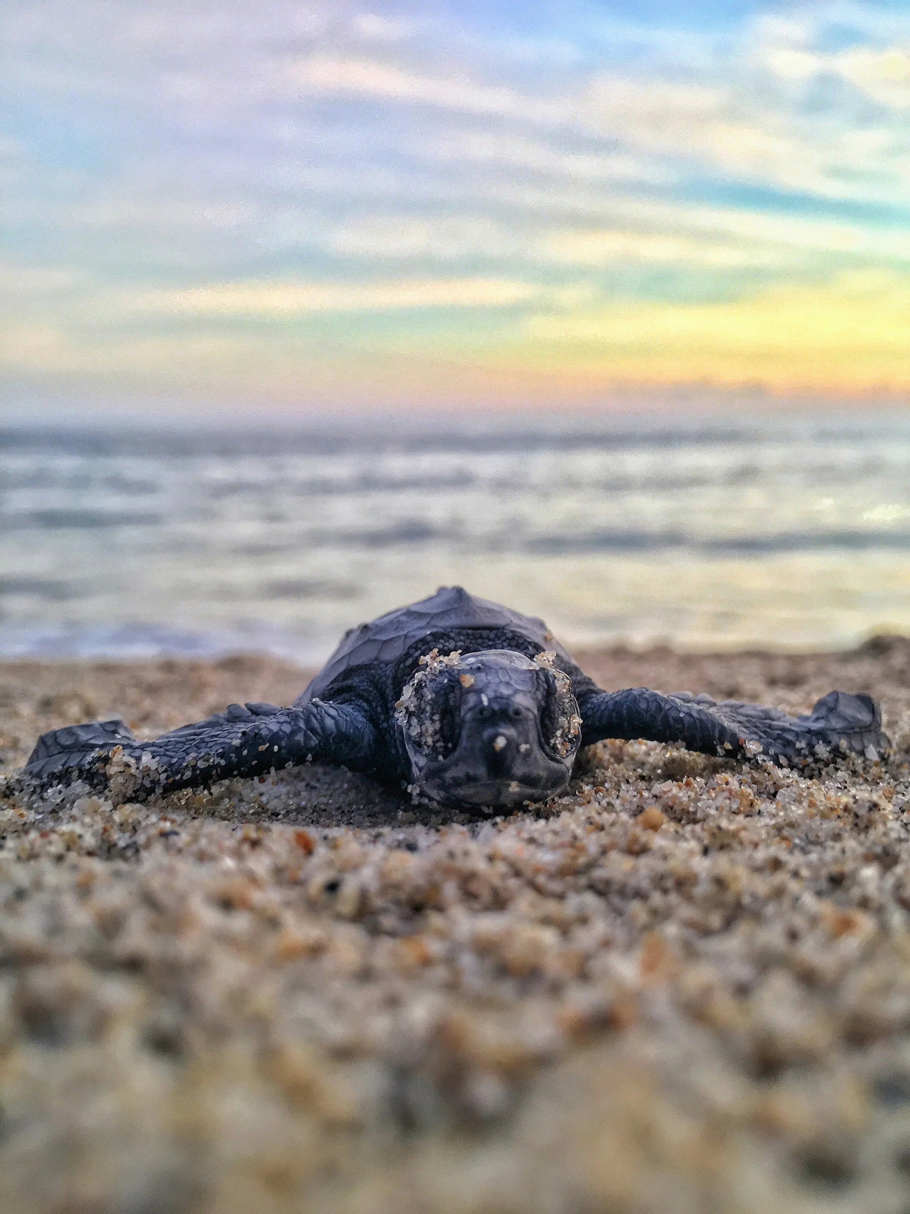 Baby sea turtle