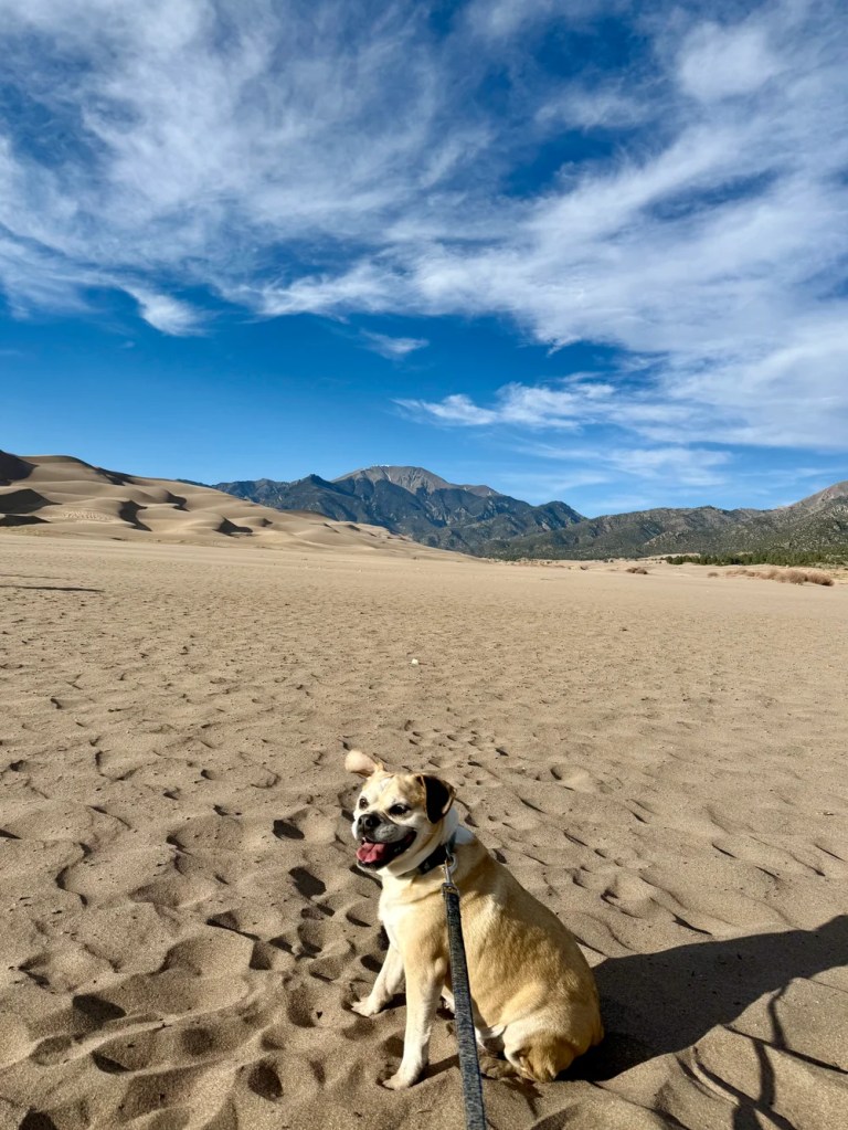Puggle sitting in the sand at Great Sand Dunes National Park in southern Colorado